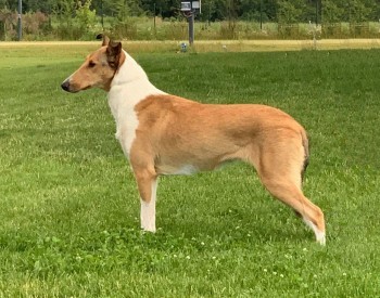 CH HU, J CH CZ, SK, AT , CH SK,CH MNE, Grand CH MNE, Mighty´s Spring Meadow Ula Unity